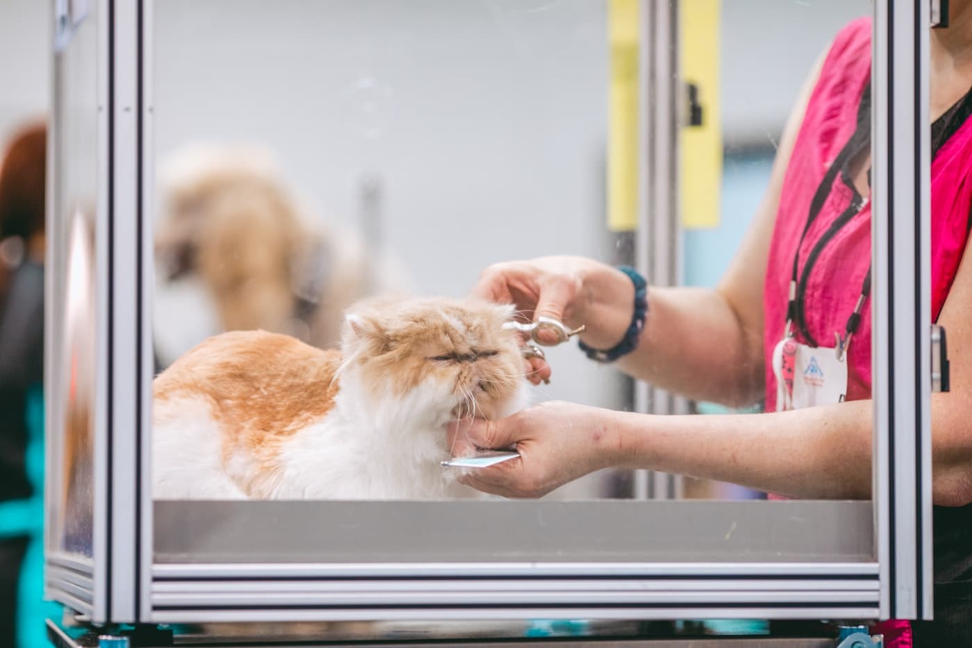Tratador a tosquiar um gato numa loja de pet care